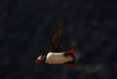 David Plant Photography - Wildlife Photographer - Puffin flying - A
